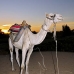 camel_bank_west_lux_v_0014_egy3092.jpg